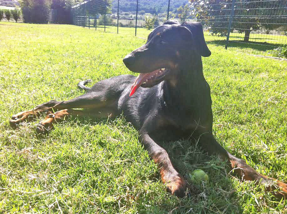 domainedelalicorne.fr Elevage de beauceron chiot beauceron pure race élevage du clos de la licorne elevage des gardiens de la licorne elevage beauceron noir et feu authentique gros gabarits élevage de Beauceron familial sérieux et qualité domainedelalicorne.fr suivi des chiots conseil d’éducation chiot propre bas rouge santé caractère spécialiste du beauceron noir et feu ou arlequin chien rustique berger de France  nos chiots sont élevés avec amour et attention notre passion au service de la qualité Beauceron de qualité et sportif domaine de la licorne 04380 BARRAS élevage en liberté éleveur berger de beauce élevage de beauceron de travail 